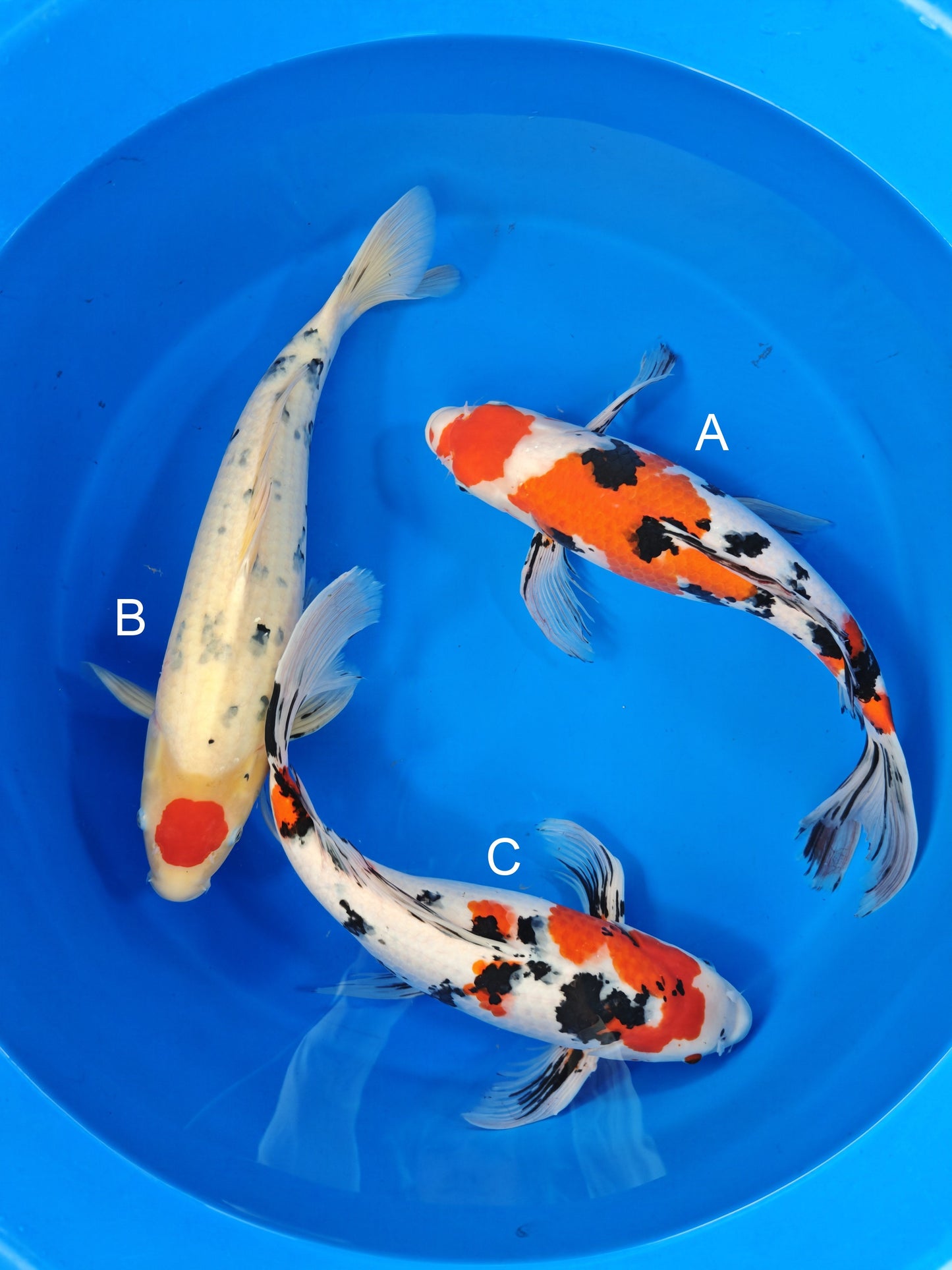 Suda Sanke Long Fin koi for sale at ChampKoi