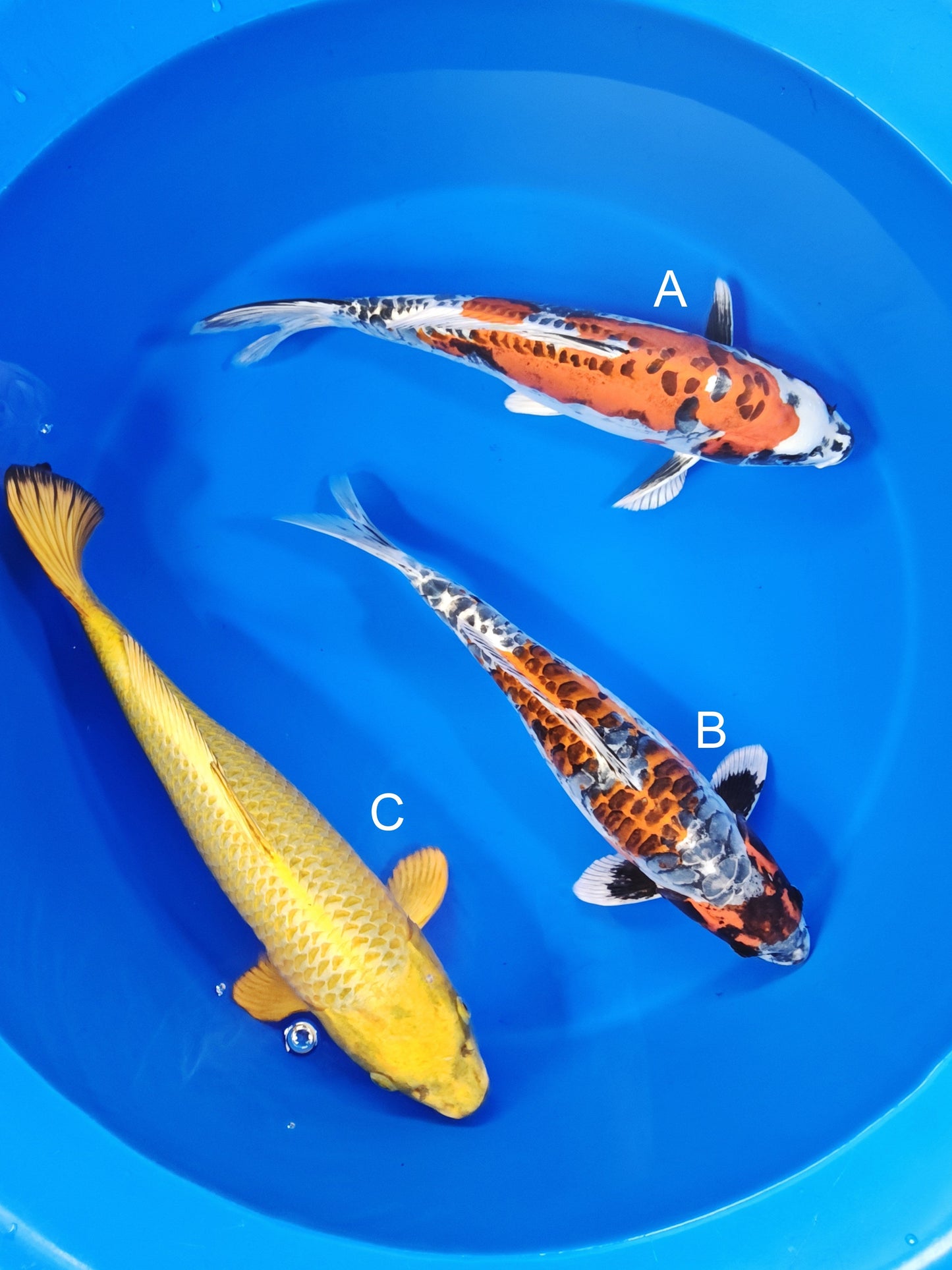Suda Beni Kikokuryu koi for sale at ChampKoi