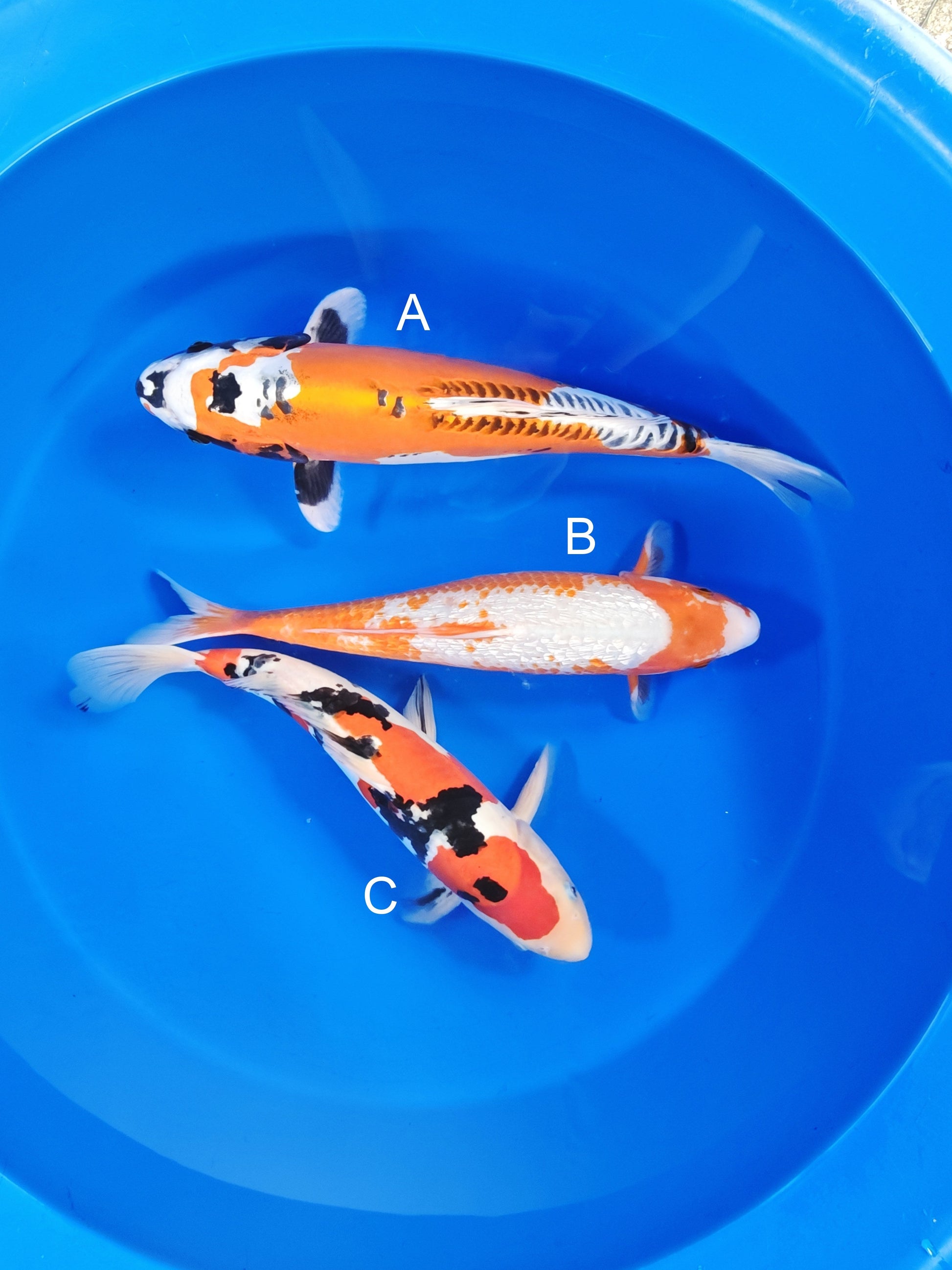 Ozumi Ikarashi Beni Kikokuryu koi for sale at ChampKoi