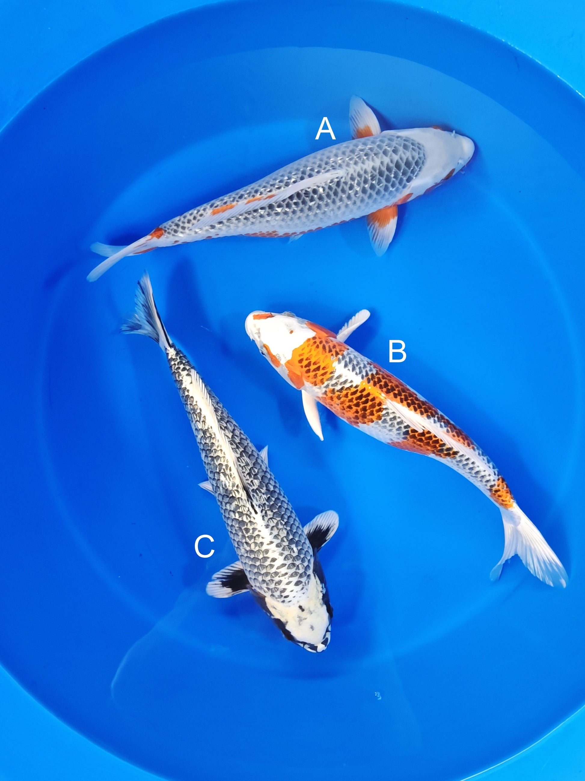 Ozumi Ikarashi Ginrin Asagi koi for sale at ChampKoi