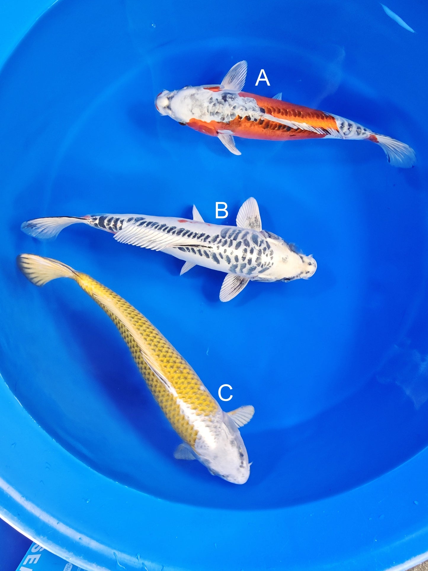 Ozumi Ikarashi Beni Kikokuryu koi for sale at ChampKoi