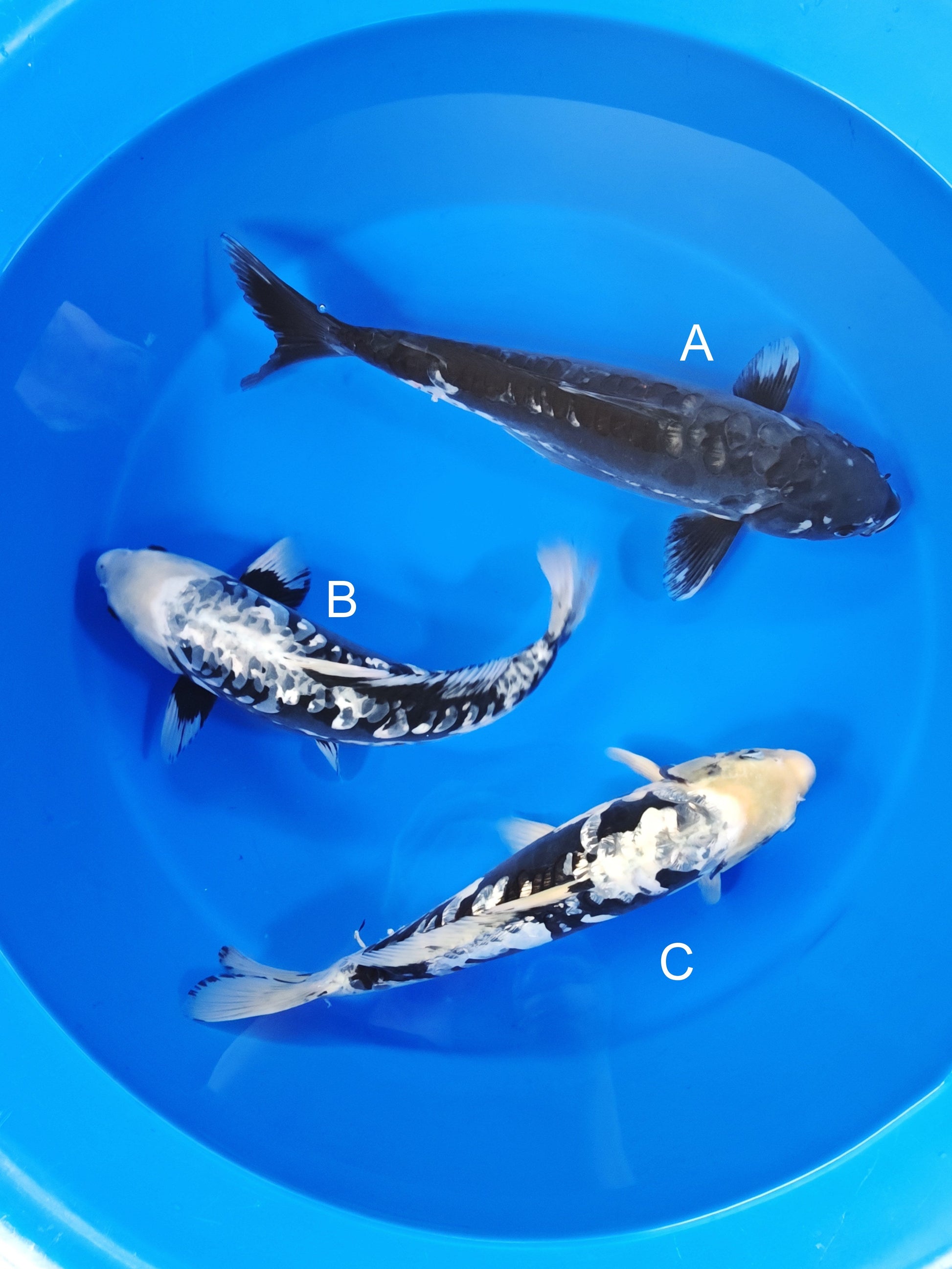 Takatatsu Karasugoi koi for sale at ChampKoi