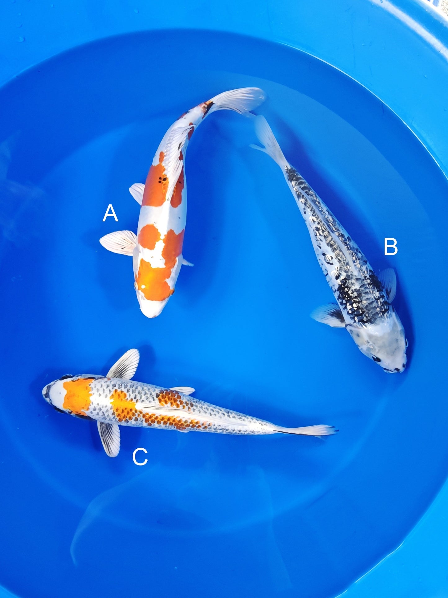 Ozumi Ikarashi Doitsu Yamato Nishiki koi for sale at ChampKoi