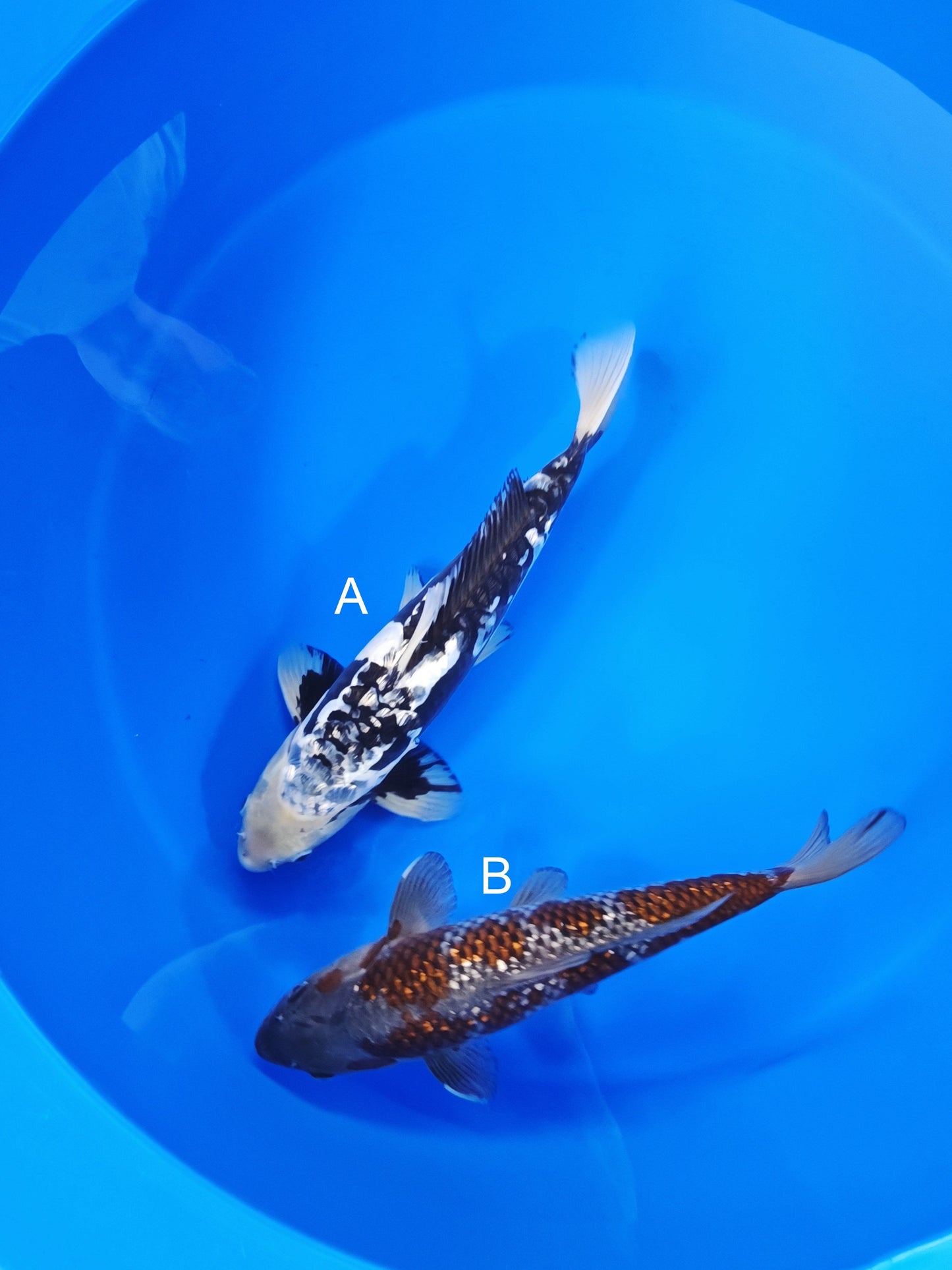 Ozumi Ikarashi Kumonryu koi for sale at ChampKoi