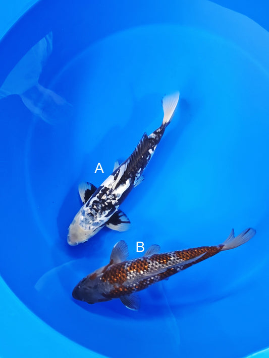 Ozumi Ikarashi Kumonryu koi for sale at ChampKoi