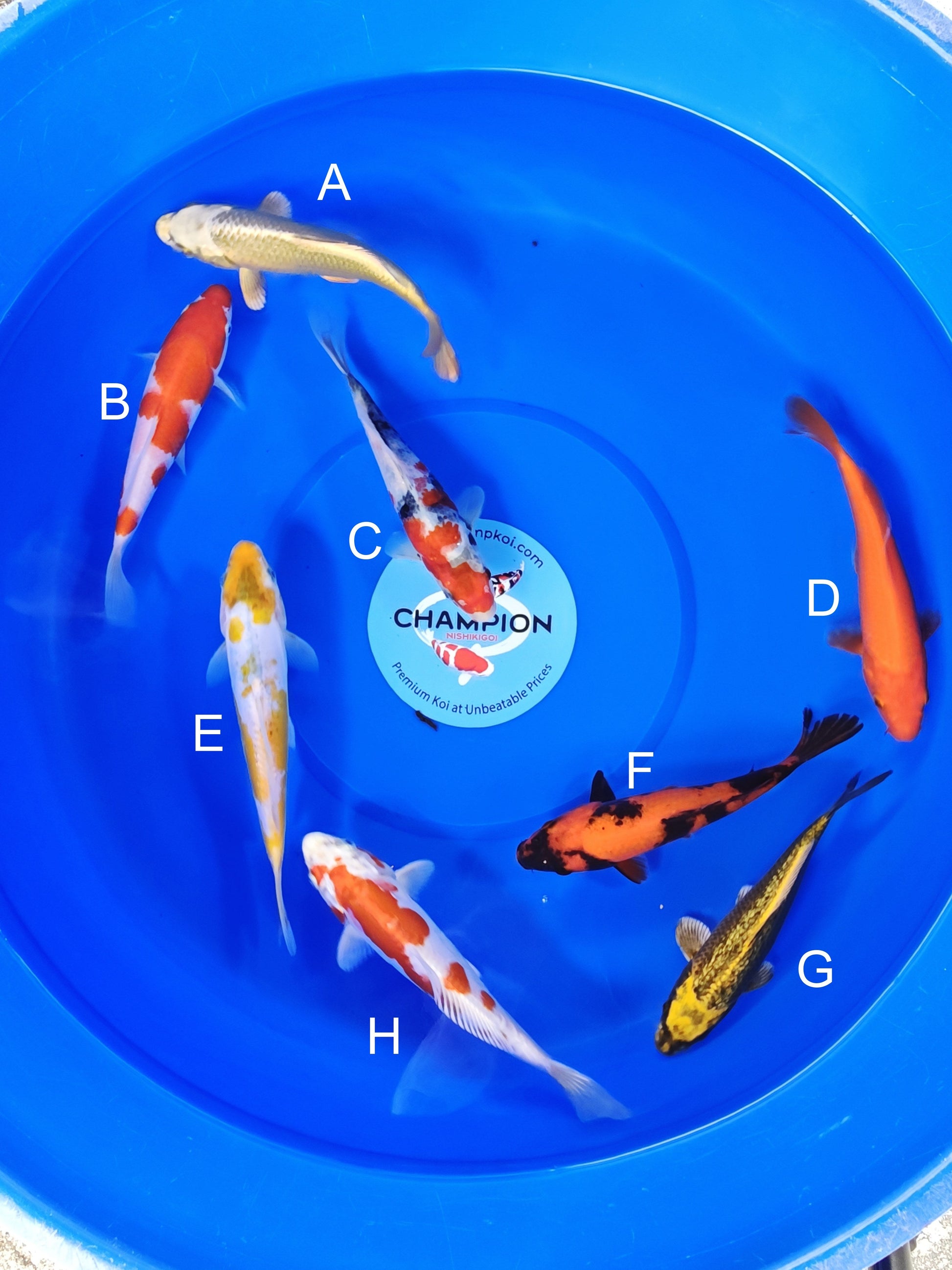 Ogata Mukashi Ogon koi for sale — 20-22 cm at ChampKoi