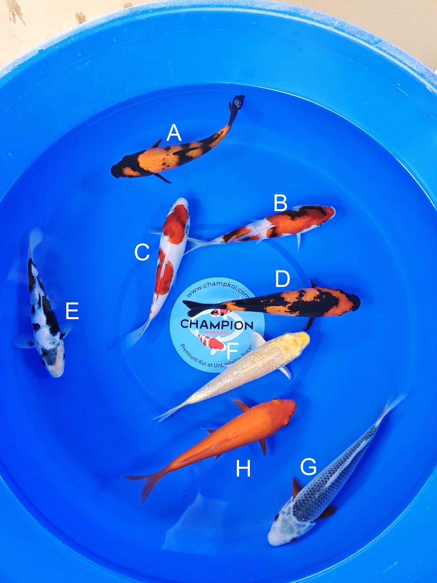 Ogata Hi Utsuri koi for sale — 20-24 cm at ChampKoi