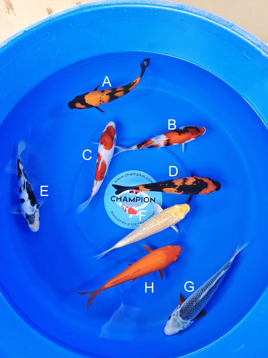 Ogata Hi Utsuri koi for sale — 20-24 cm at ChampKoi