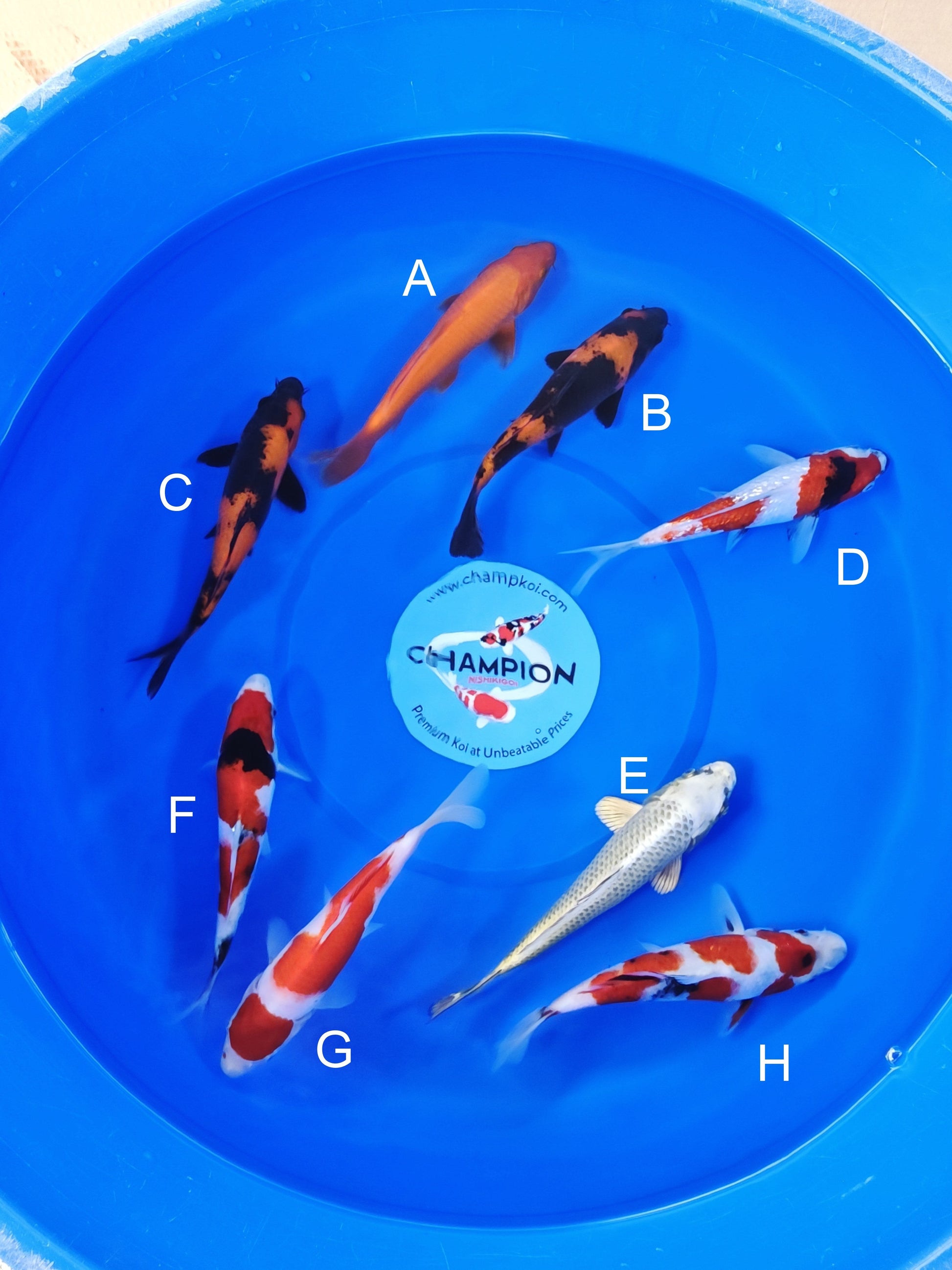 Ogata Benigoi koi for sale — 20-24 cm at ChampKoi