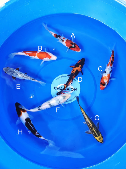 Ogata Showa koi for sale — 20-24 cm at ChampKoi