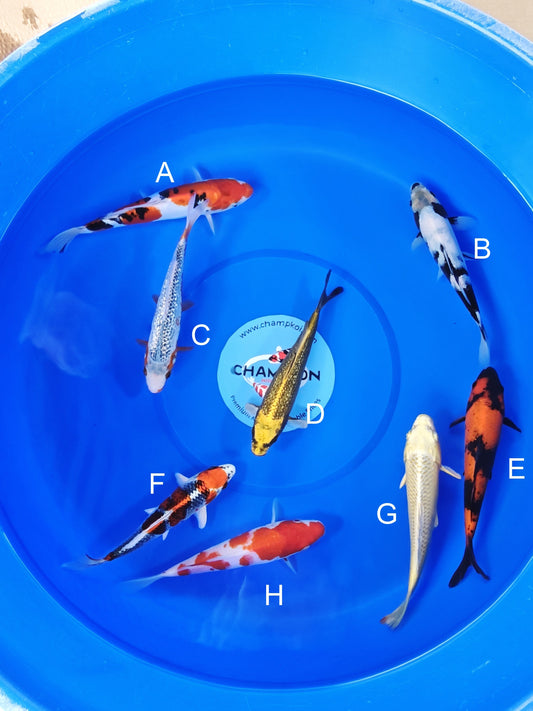 Ogata Doitsu Sanke koi for sale — 20-24 cm at ChampKoi