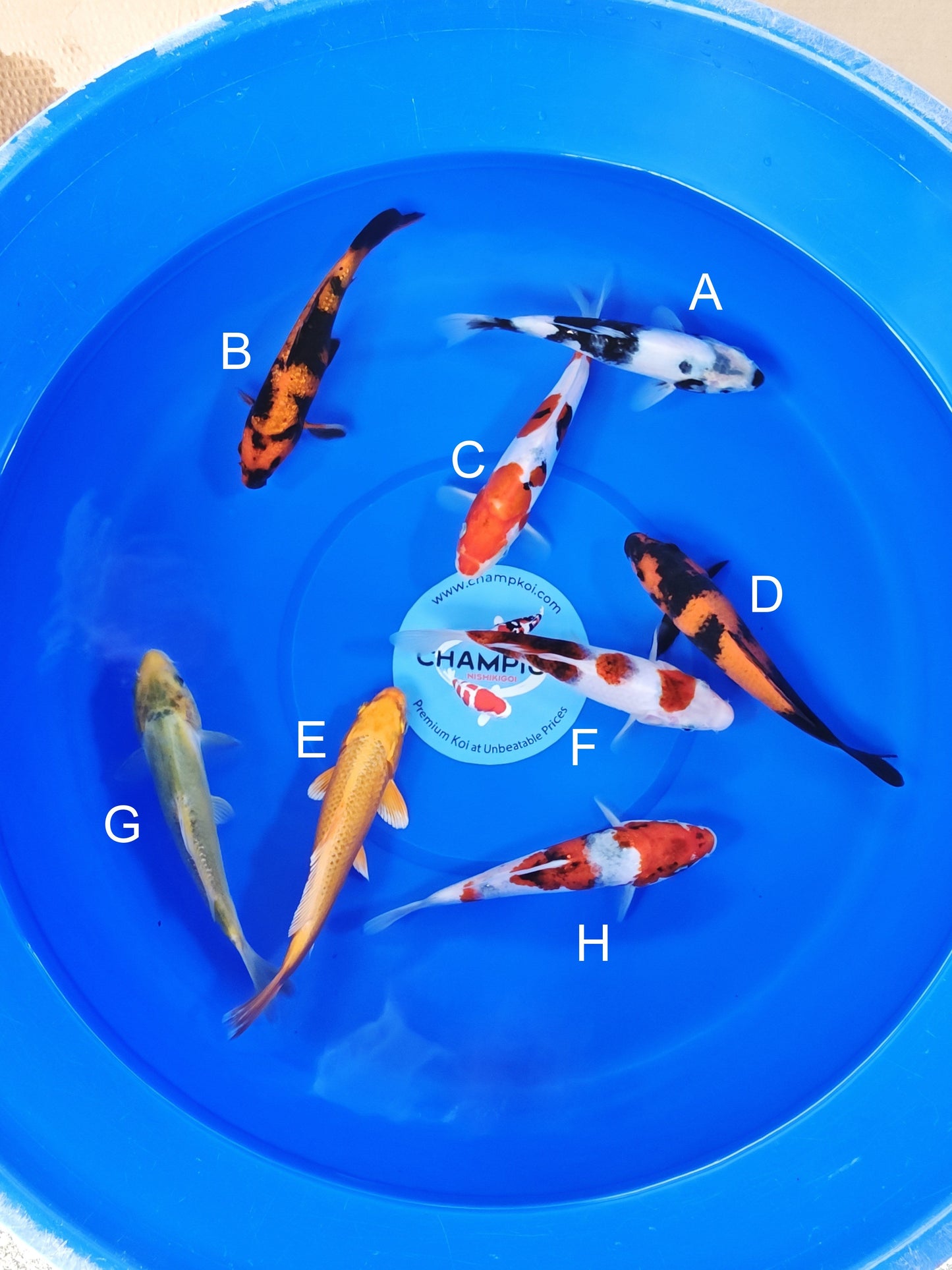 Ogata Shiro Utsuri koi for sale — 20-24 cm at ChampKoi