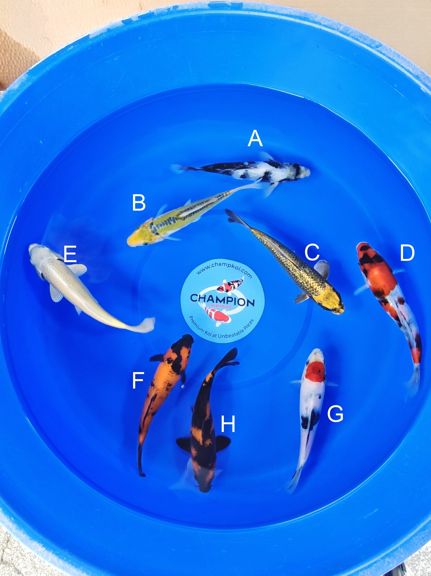 Ogata Shiro Utsuri koi for sale — 20-24 cm at ChampKoi