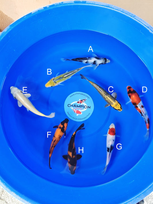 Ogata Shiro Utsuri koi for sale — 20-24 cm at ChampKoi