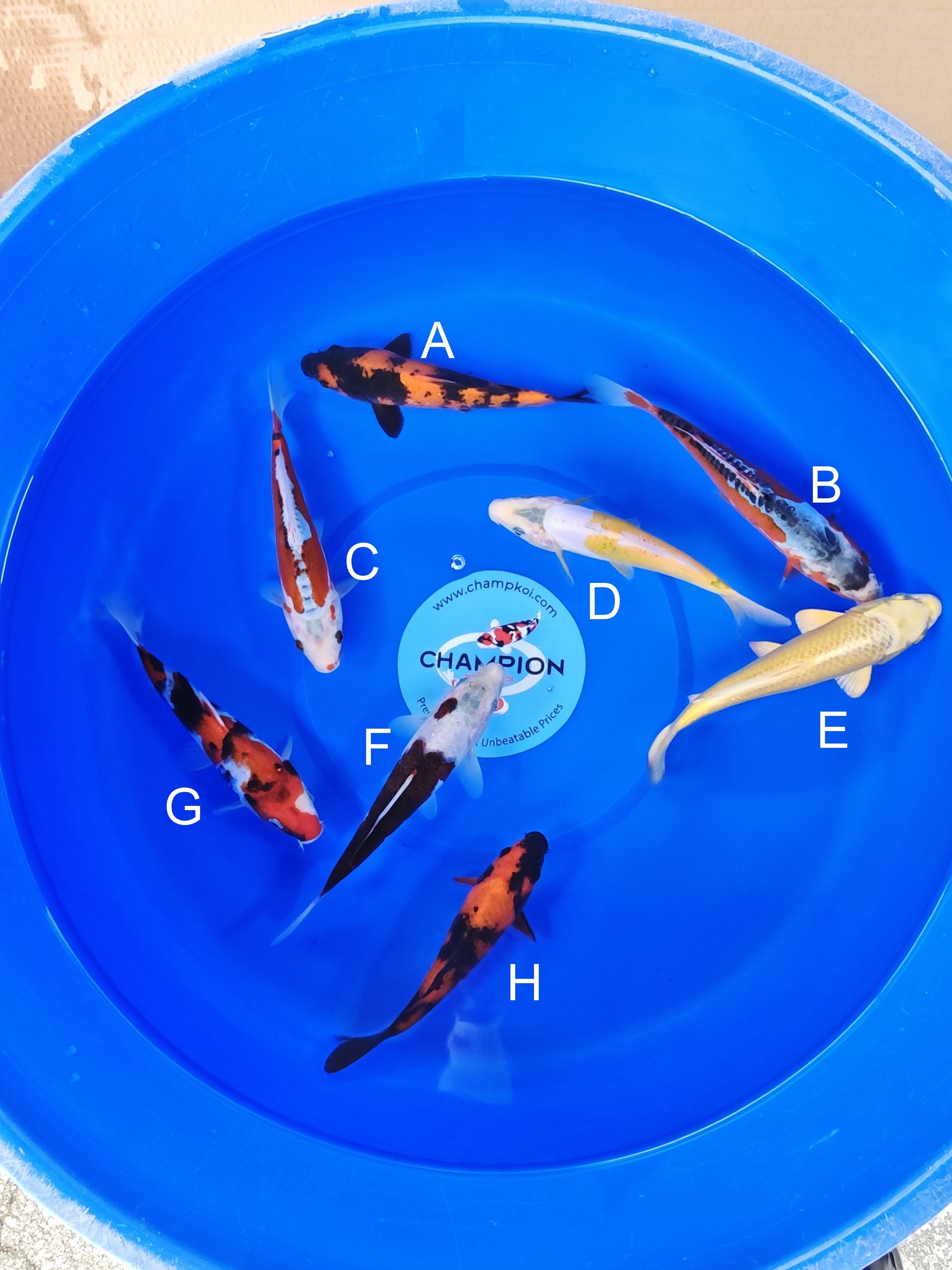 Ogata Hi Utsuri koi for sale — 20-24 cm at ChampKoi