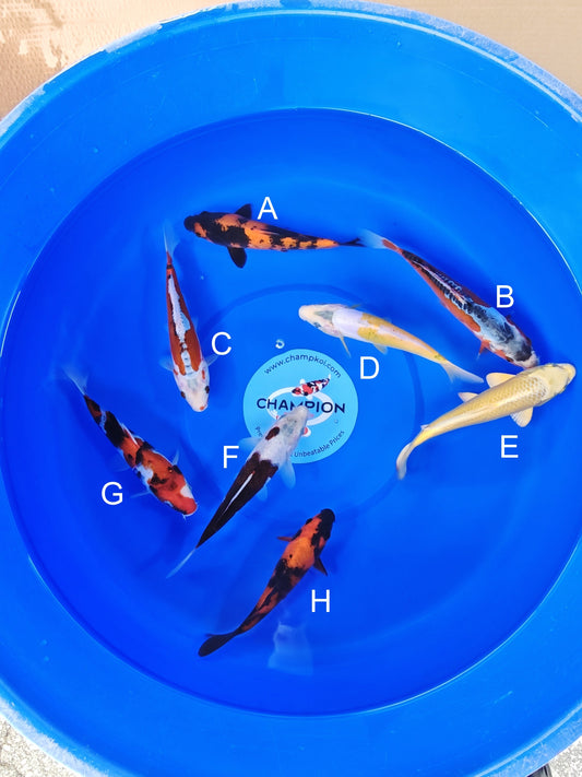 Ogata Hi Utsuri koi for sale — 20-24 cm at ChampKoi