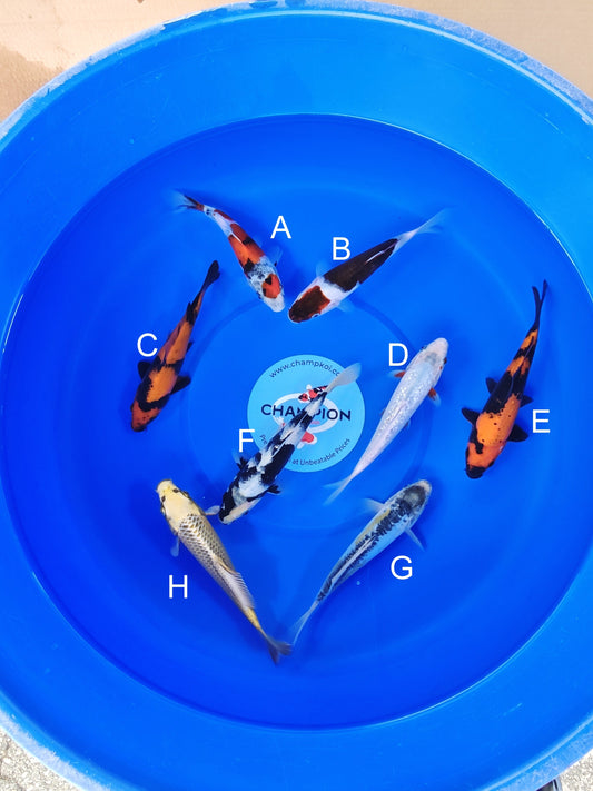 Ogata Showa koi for sale — 20-24 cm at ChampKoi