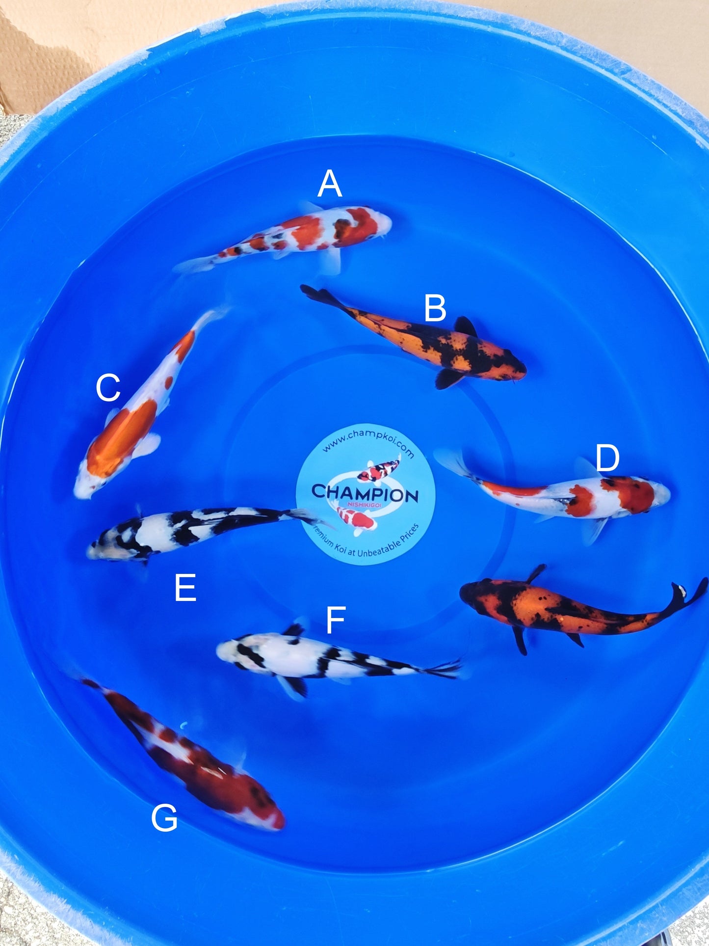 Ogata Showa koi for sale — 20-24 cm at ChampKoi
