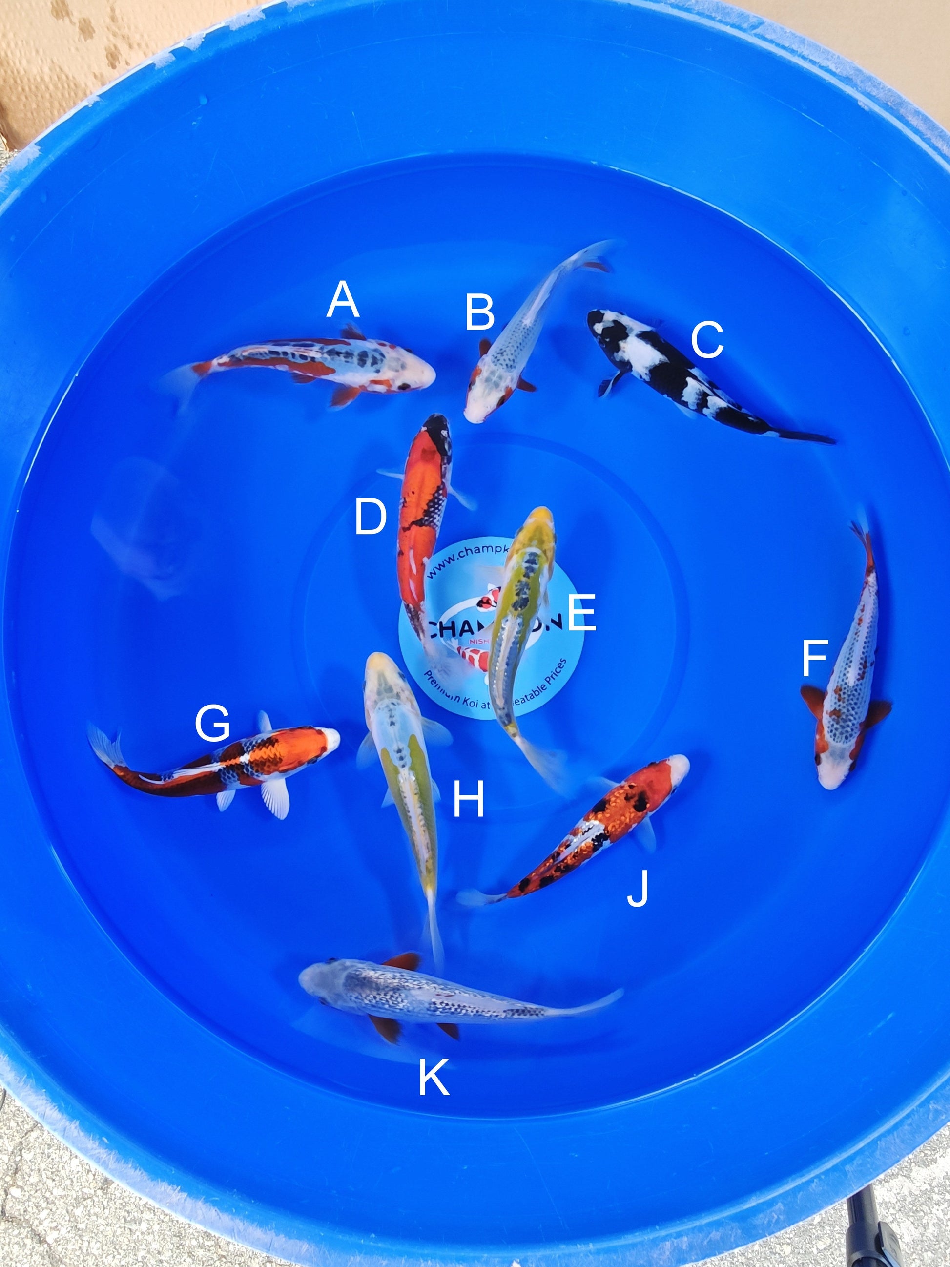Ogata Shusui koi for sale — 20-24 cm at ChampKoi