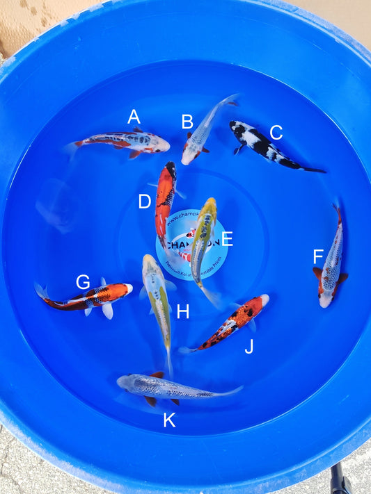 Ogata Shusui koi for sale — 20-24 cm at ChampKoi