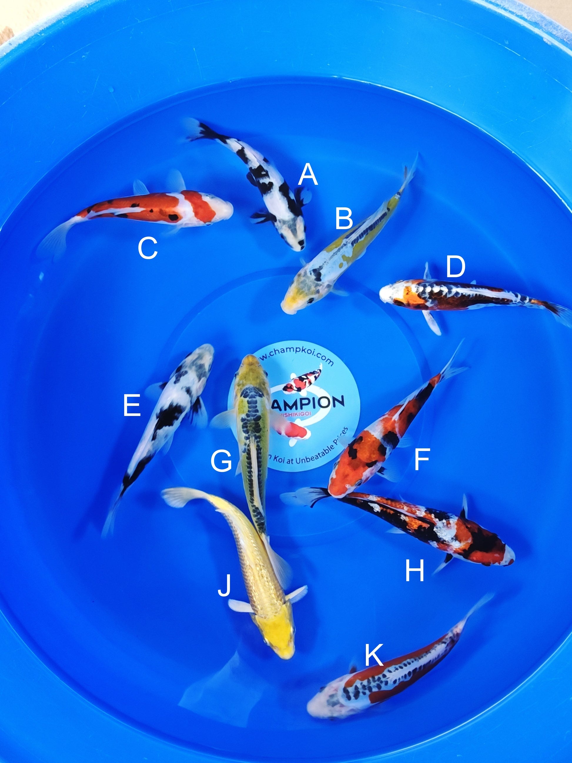 Ogata Shiro Utsuri koi for sale — 20-24 cm at ChampKoi