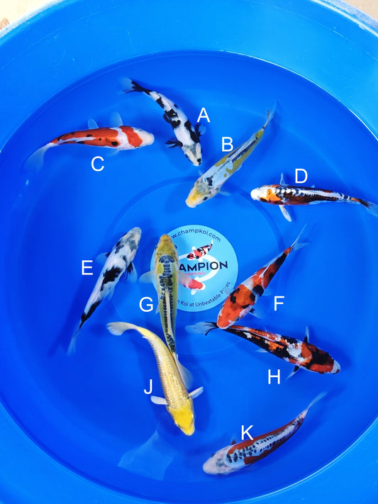 Ogata Shiro Utsuri koi for sale — 20-24 cm at ChampKoi