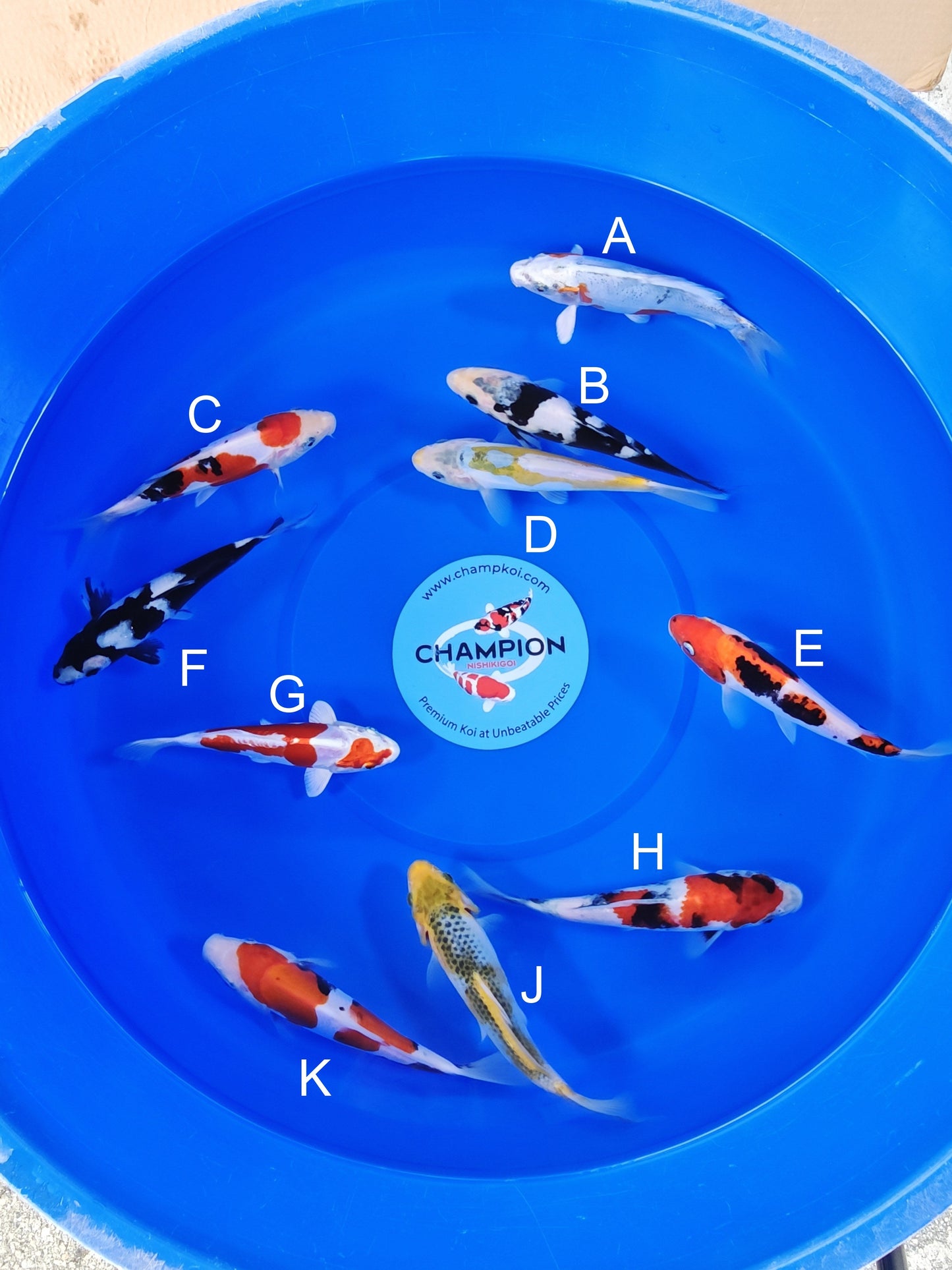 Ogata Kawarigoi koi for sale — 18-20 cm at ChampKoi