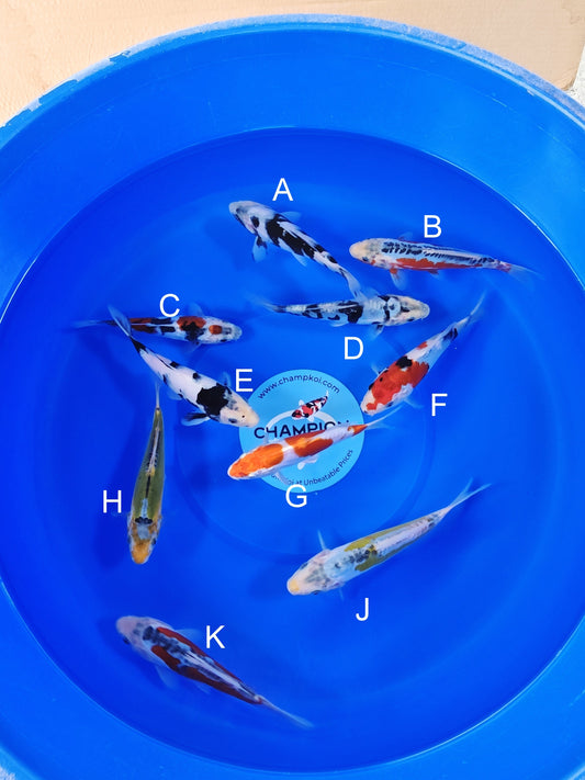 Ogata Shiro Utsuri koi for sale — 18-20 cm at ChampKoi