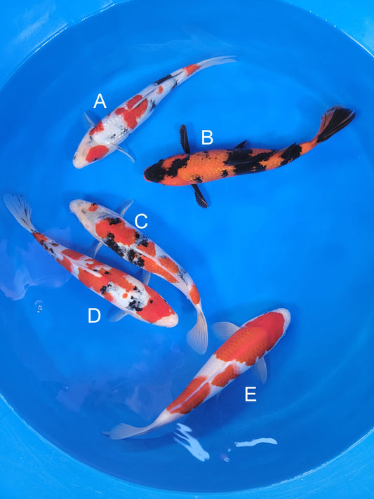 Ogata Ginrin Showa koi for sale — 35-38 cm at ChampKoi