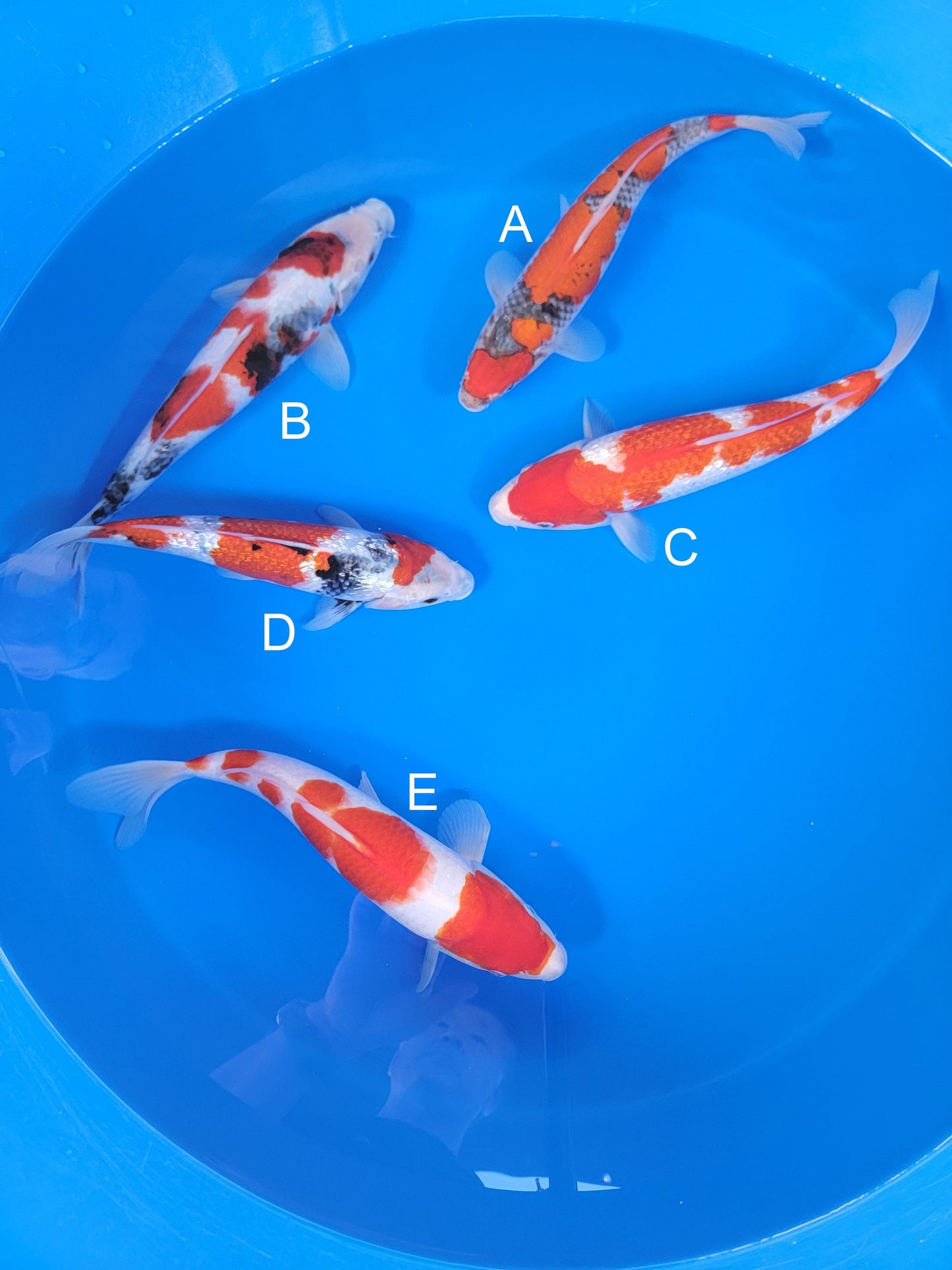 Ogata Goshiki koi for sale — 35-38 cm at ChampKoi