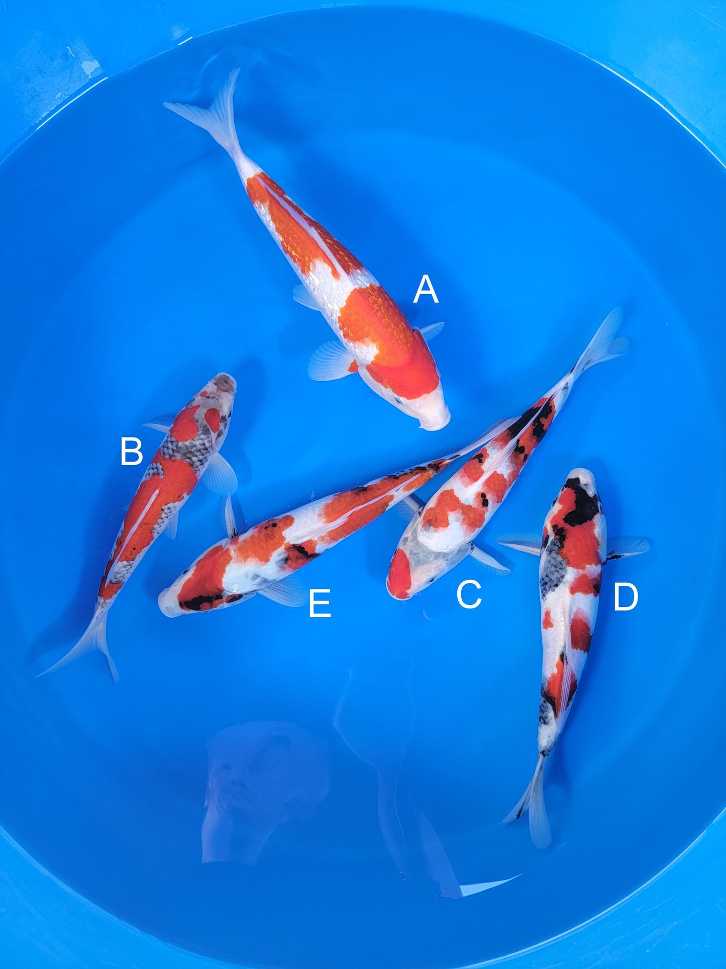 Ogata Ginrin Kohaku koi for sale — 33-38 cm at ChampKoi