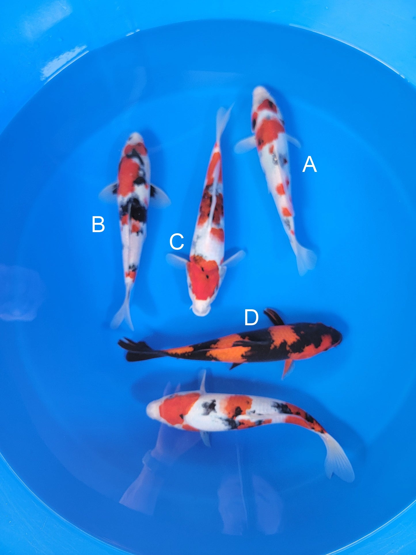 Ogata Showa koi for sale — 33-38 cm at ChampKoi