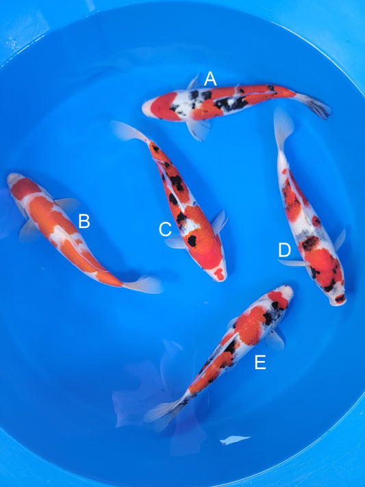 Ogata Sanke koi for sale — 33-38 cm at ChampKoi