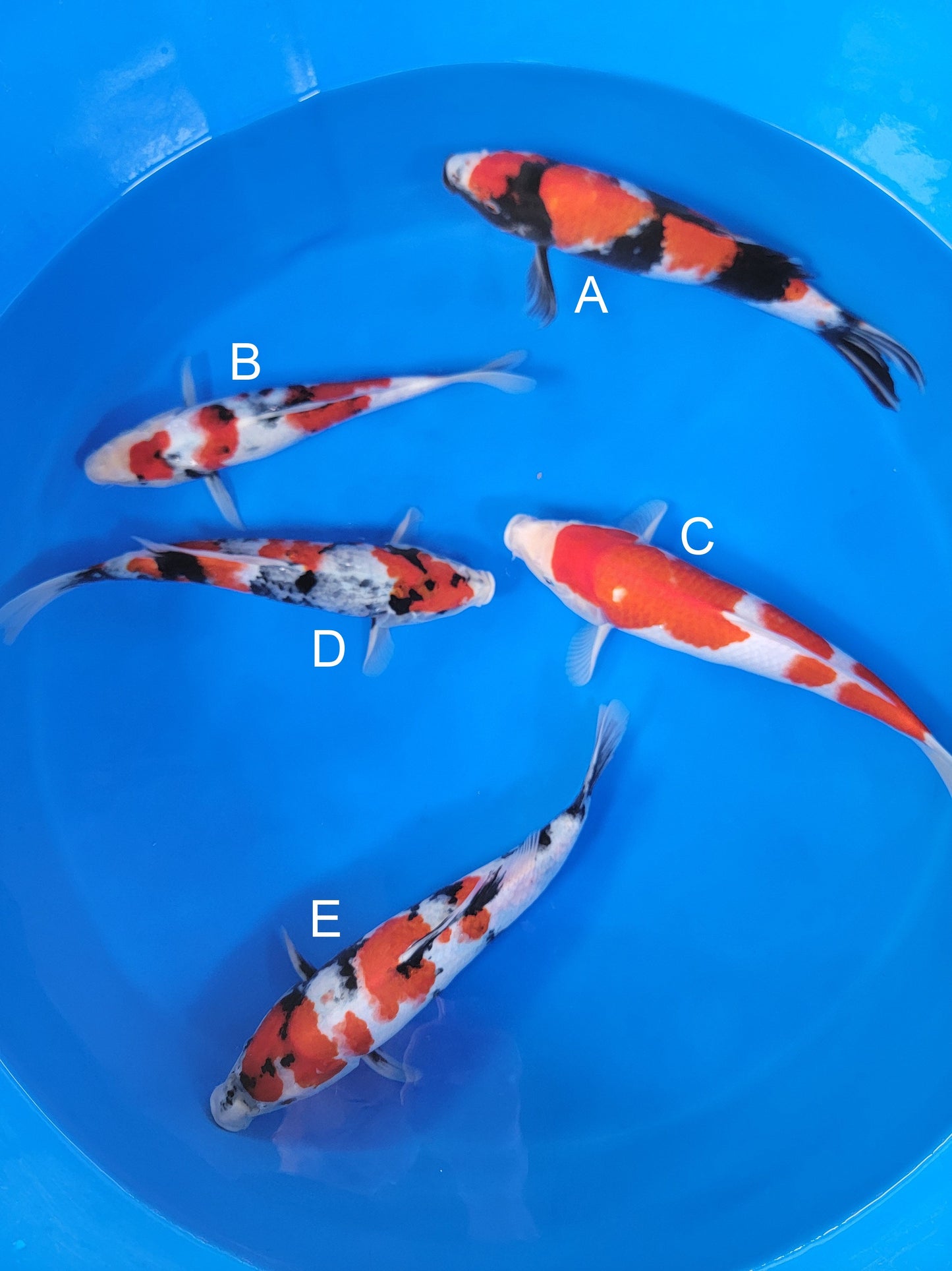 Ogata Showa koi for sale — 33-38 cm at ChampKoi