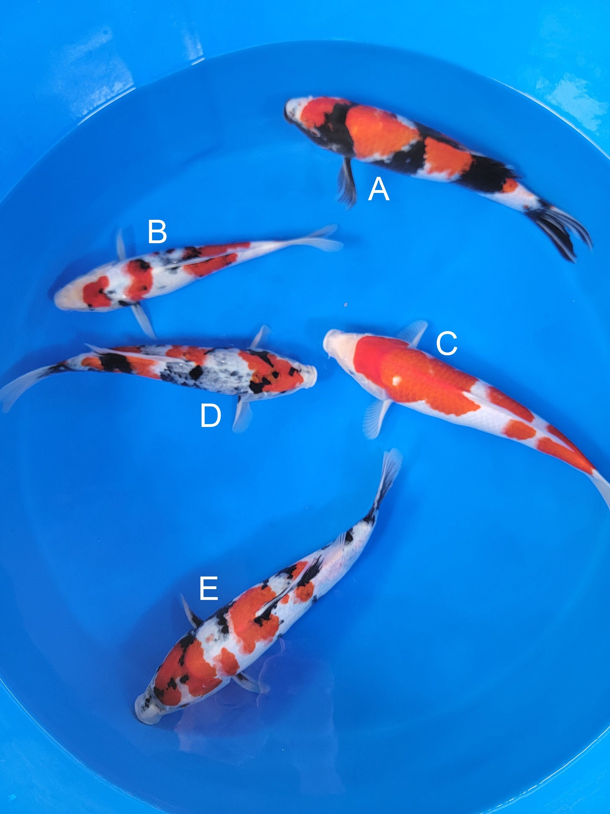 Ogata Showa koi for sale — 33-38 cm at ChampKoi