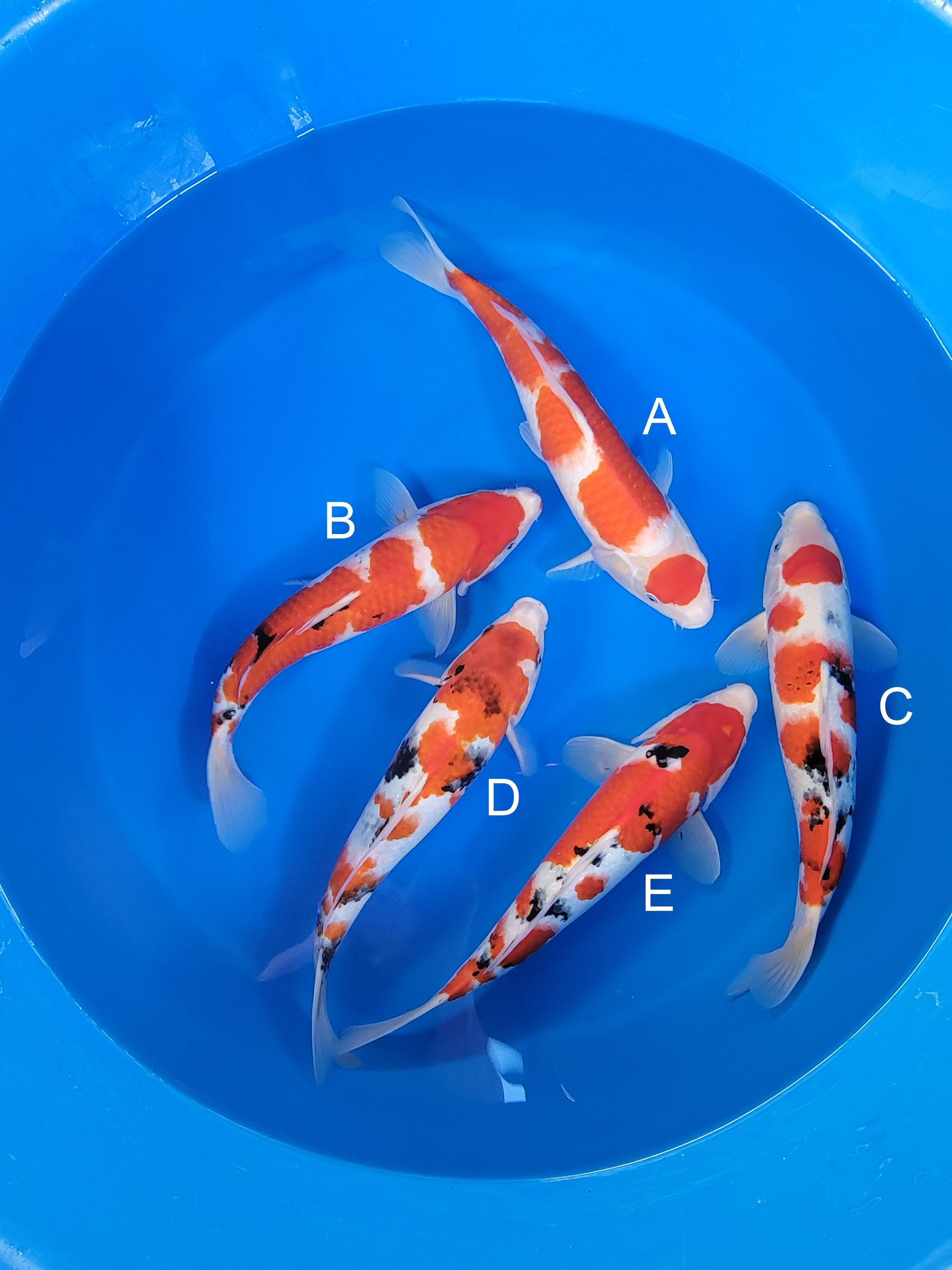 Ogata Kohaku koi for sale — 33-38 cm at ChampKoi