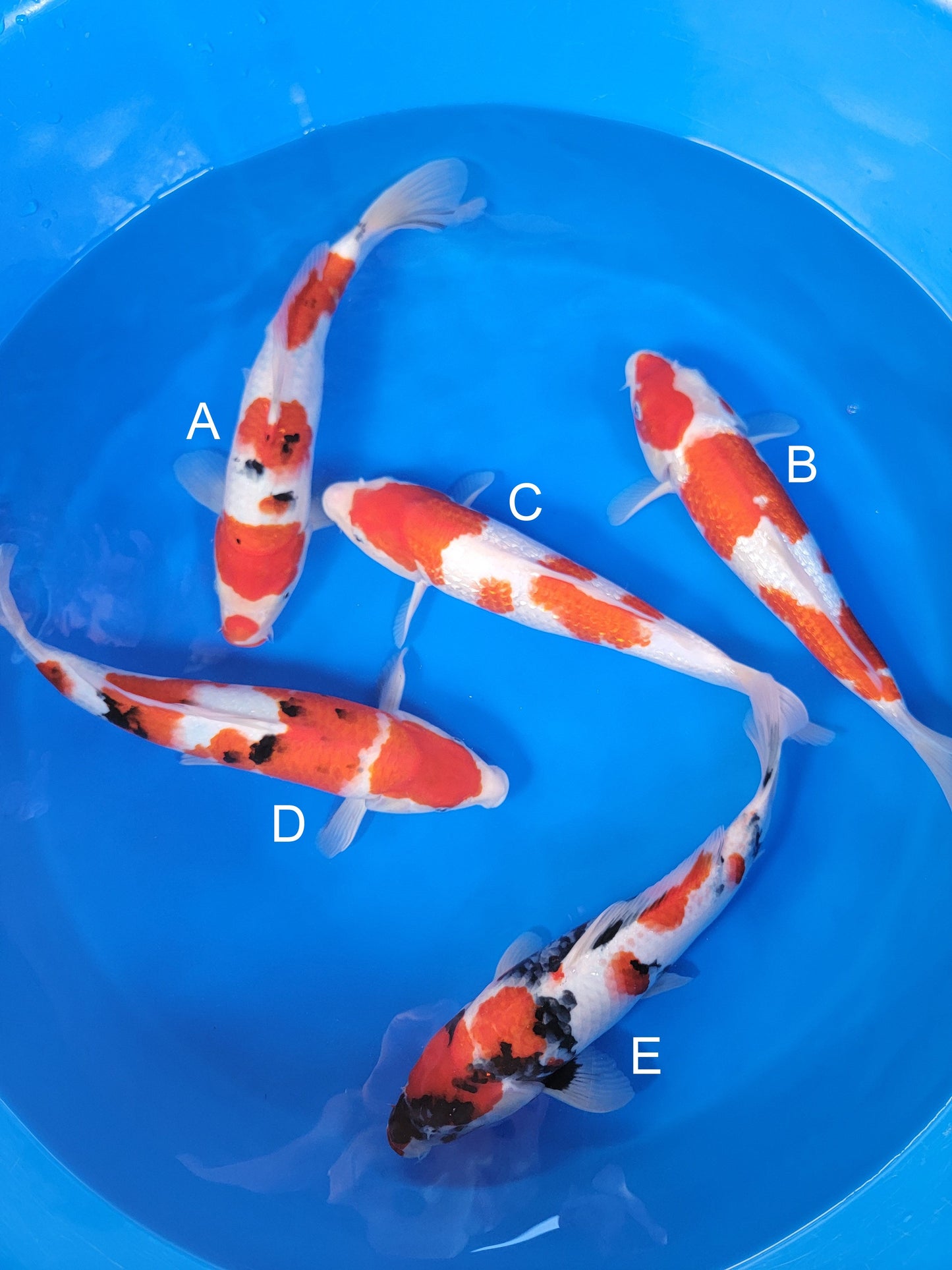 Ogata Sanke koi for sale — 35-38 cm at ChampKoi