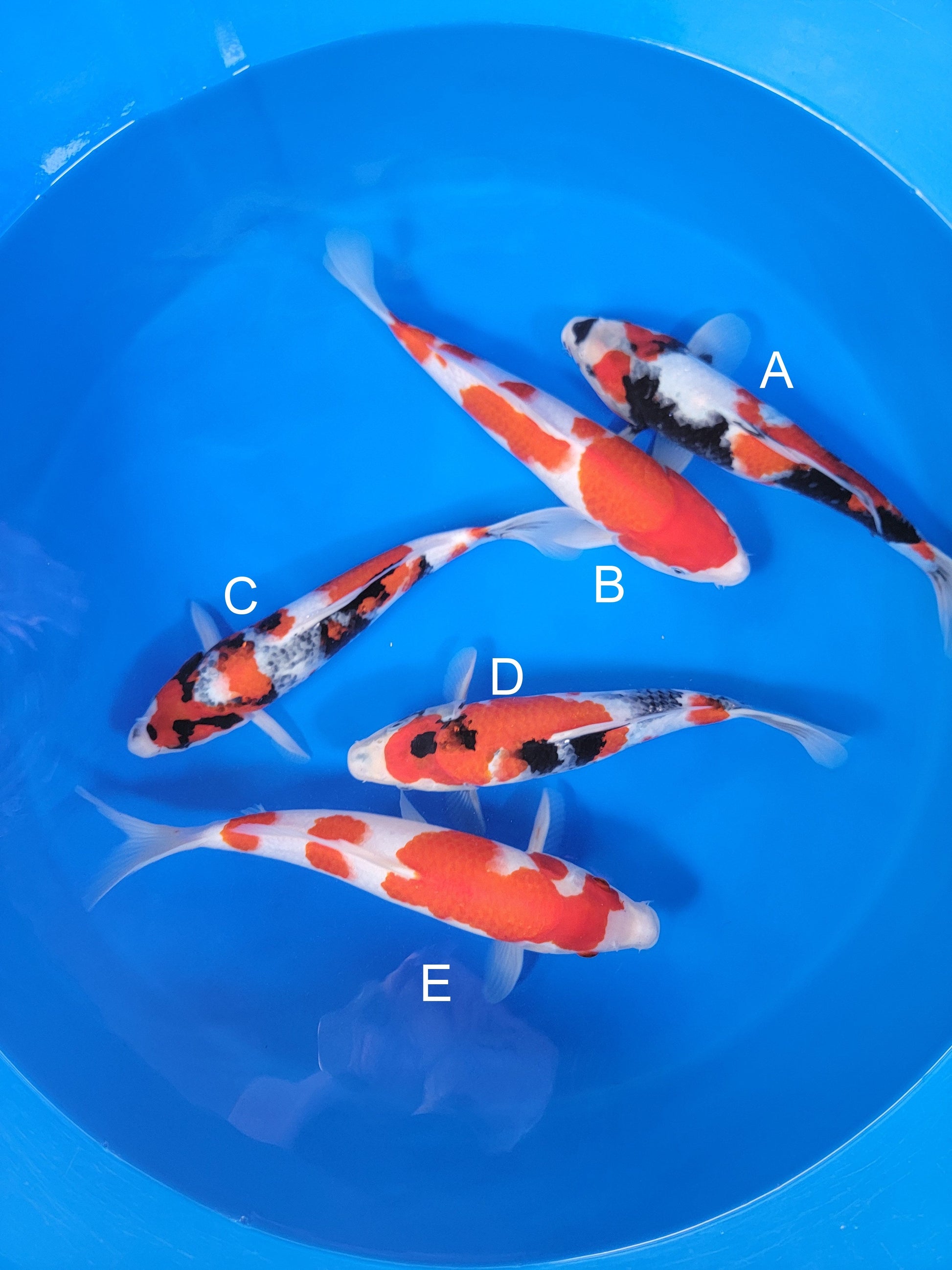 Ogata Showa koi for sale — 34-38 cm at ChampKoi