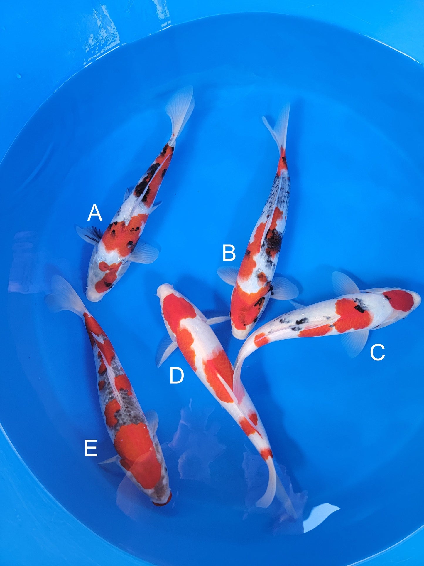Ogata Showa koi for sale — 34-38 cm at ChampKoi