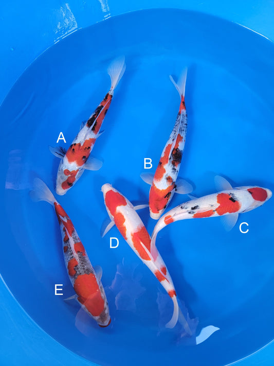 Ogata Showa koi for sale — 34-38 cm at ChampKoi