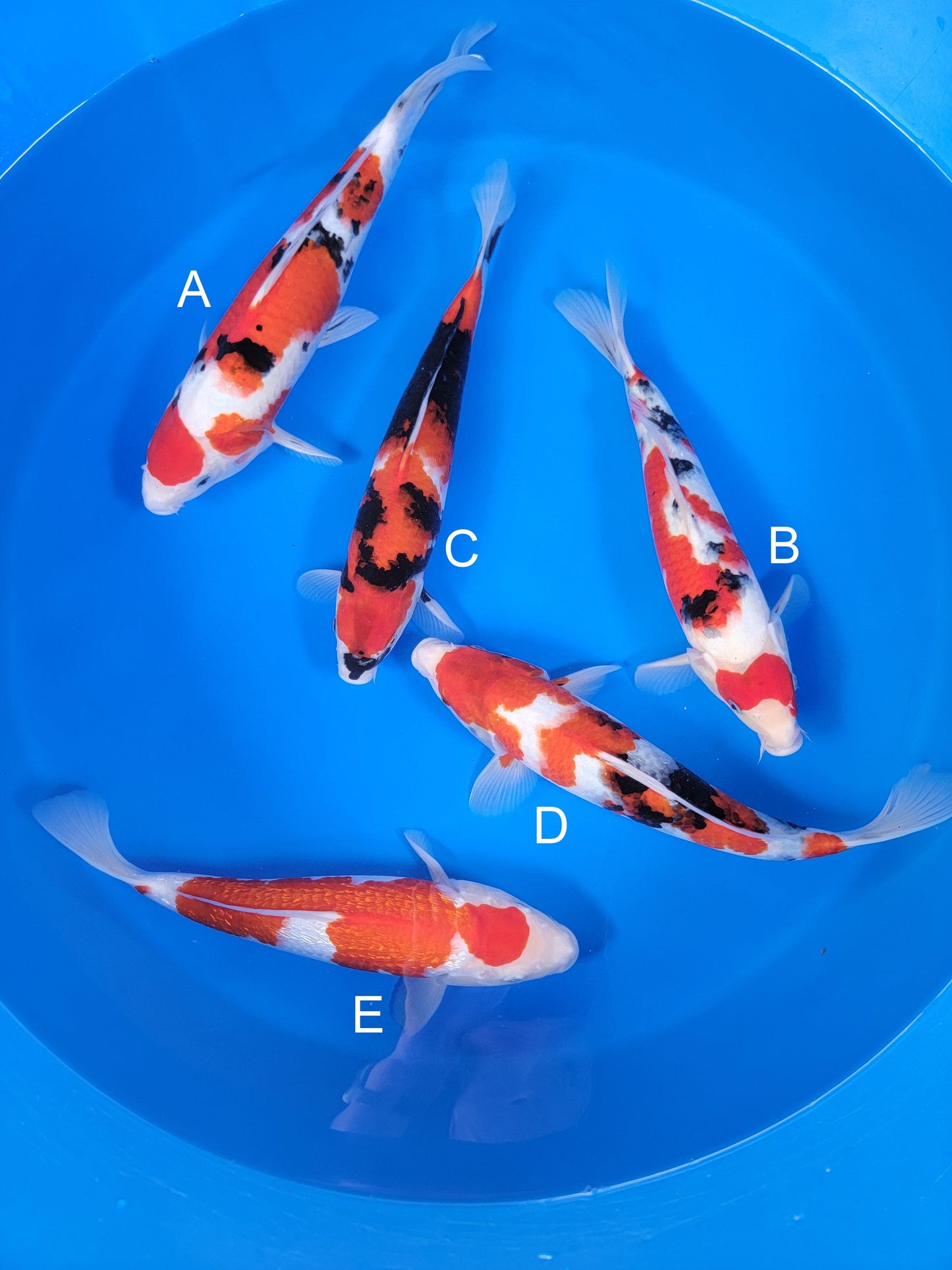 Ogata Sanke koi for sale — 34-38 cm at ChampKoi