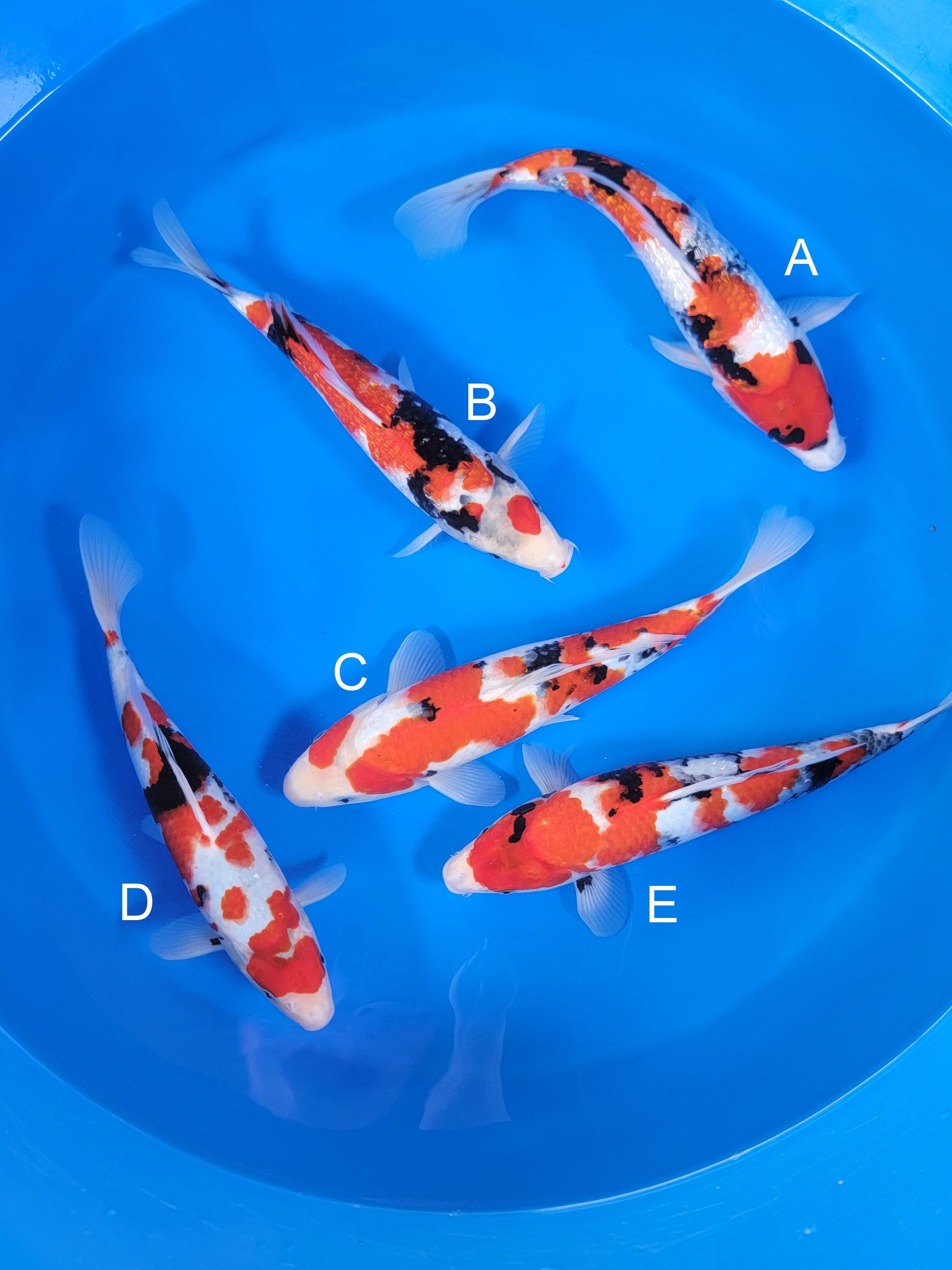 Ogata Ginrin Showa koi for sale — 34-38 cm at ChampKoi