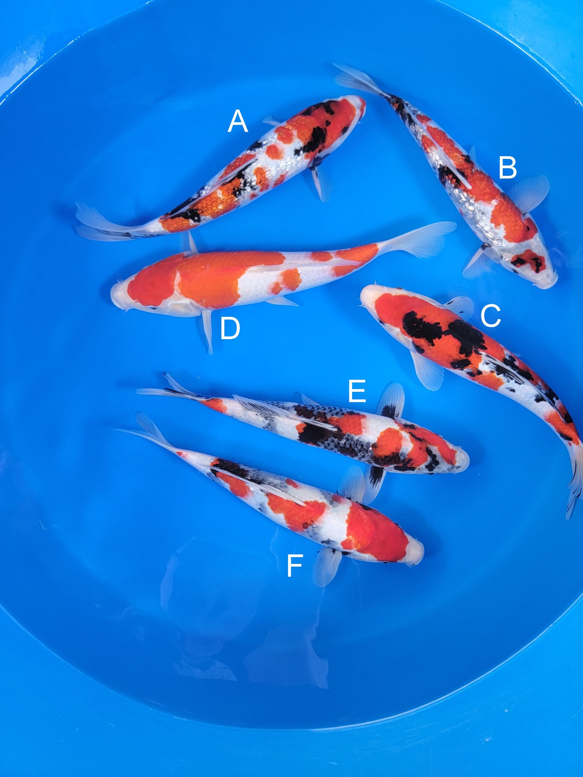 Ogata Ginrin Showa koi for sale — 35-38 cm at ChampKoi