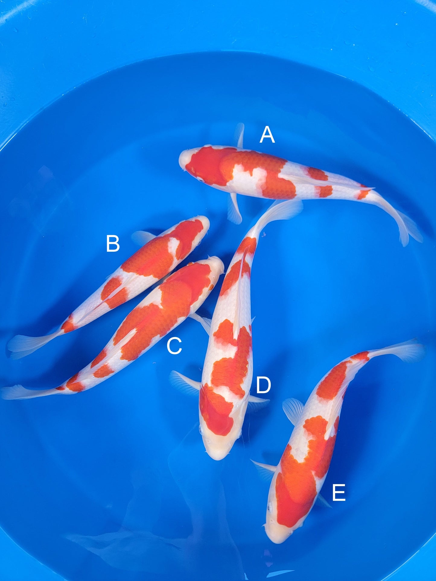 Torazo Kohaku koi for sale — 35-38 cm at ChampKoi