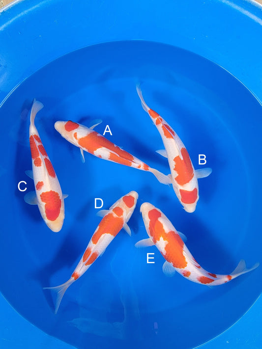 Torazo Kohaku koi for sale — 35-38 cm at ChampKoi