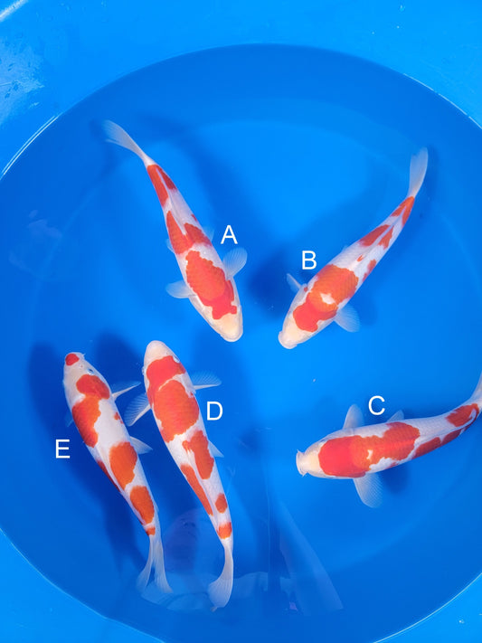 Torazo Kohaku koi for sale — 34-36 cm at ChampKoi