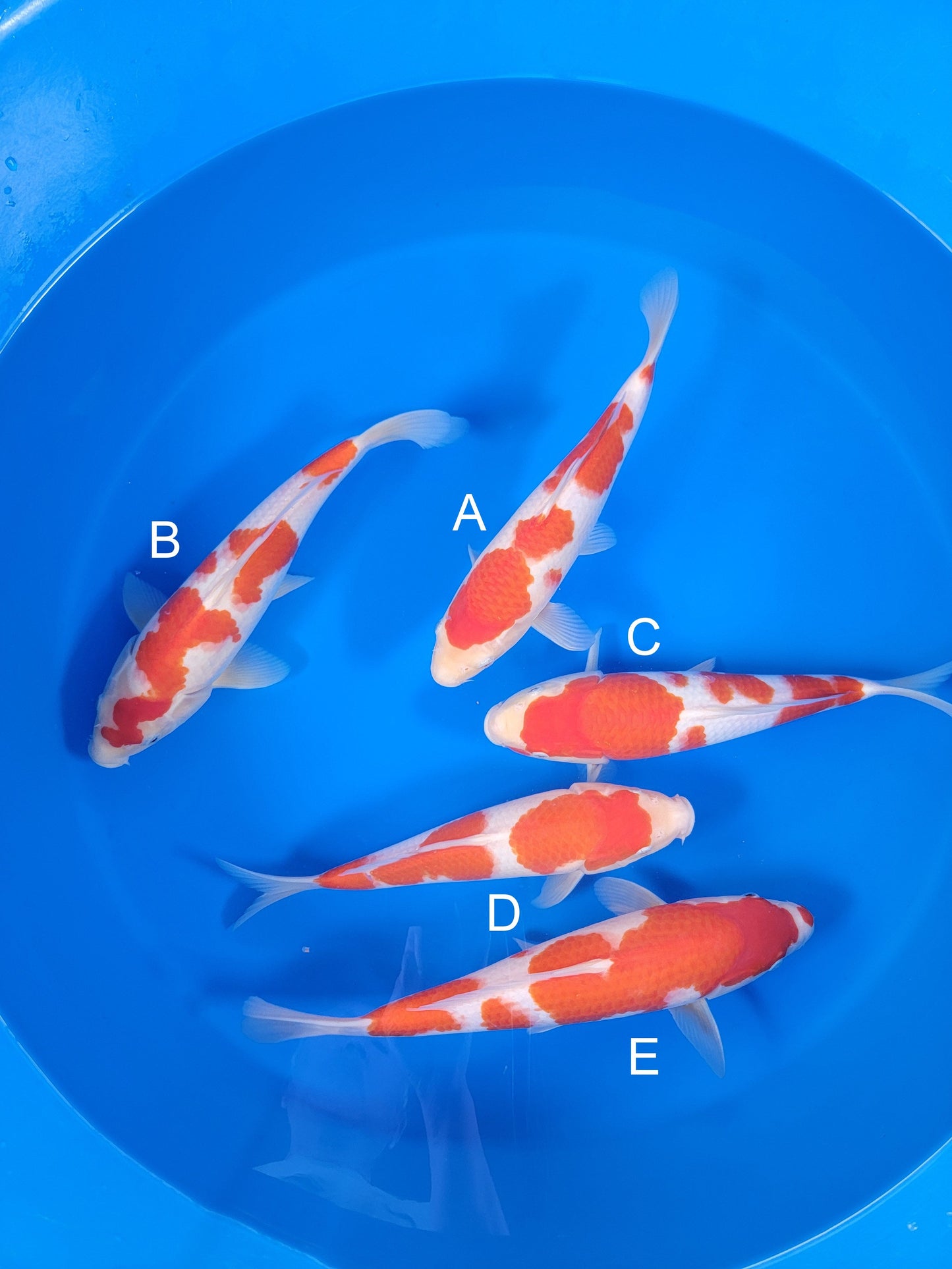Torazo Kohaku koi for sale — 34-36 cm at ChampKoi