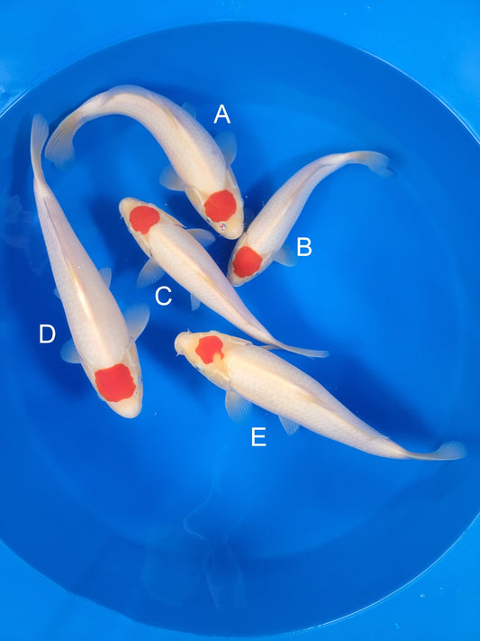 Torazo Tancho Kohaku koi for sale — 34-37 cm at ChampKoi