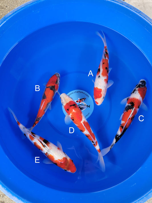 Ogata Sanke koi for sale — 31-35 cm at ChampKoi