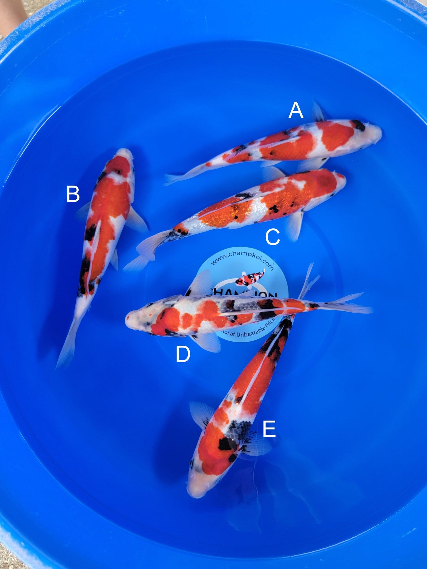 Ogata Ginrin Showa koi for sale — 31-35 cm at ChampKoi